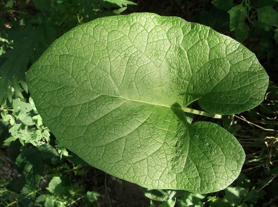 burdock to treat knee osteoarthritis